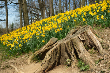 An old tree stump sits before a hillside of daffodils; focus is on the stump