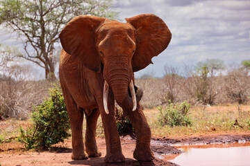 Thirst Quenched: African Elephant Savoring a Drink on the Kenyan Tsavo East Savannah