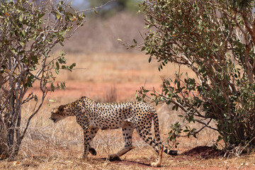 Graceful Predator: Cheetah Walking Across the Savannah in a Kenyan Reserve