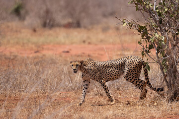 Graceful Predator: Cheetah Walking Across the Savannah in a Kenyan Reserve