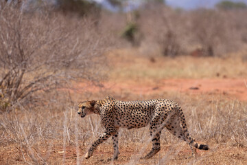 Graceful Predator: Cheetah Walking Across the Savannah in a Kenyan Reserve