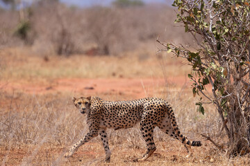 Graceful Predator: Cheetah Walking Across the Savannah in a Kenyan Reserve