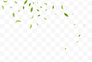 Mint Greens Tea Vector Transparent Background