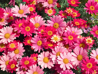 Fototapeta premium 花壇に植えたピンクのマーガレット