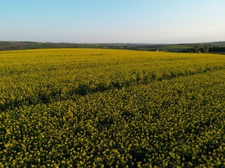 Top and aerial view of canola flower field. field of yellow canola flowers on a wonderful summer day