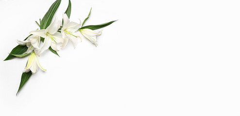 Composition with beautiful lily flowers on white background with space for text