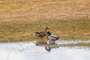 Drake And Hen Mallard Ducks In The Park In Spring