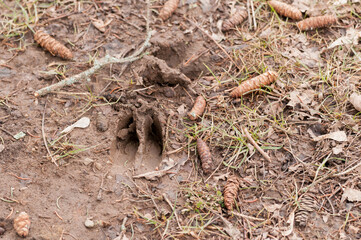 Deer Track In Soft Ground In Spring