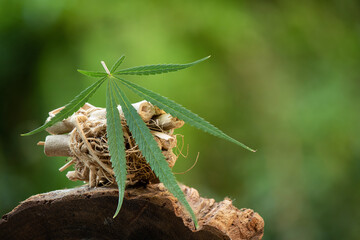Dried hemp plant and fresh leaf on nature background.