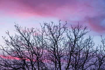 silhouette of tree in sunset