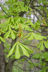 Chestnut flower buds with green leaves.