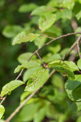 Galls of a leaf beetle on a leaf.