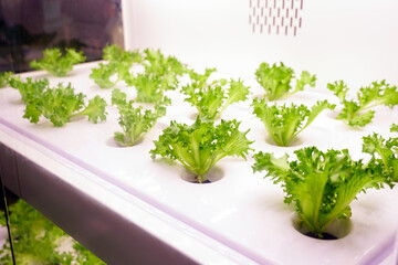 Growing organic lettuce in artificial light. Hydroponic plant. Cress and dill are grown in a...