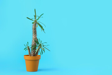 Pot with big cactus on blue background