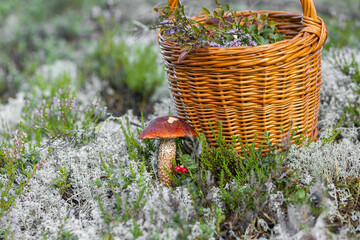 Forest mushroom boletus, cep, porcini, chanterelle collected in a wooden wicker basket. Late summer...