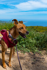 Small tan dog hiking with a harness on and taking the beautiful and lush views of Malibu and the Pacific Coast in the Spring of 2023