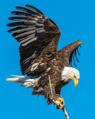 American bald eagle landing on a Branch