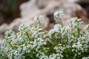 Lobularia maritima (syn. Alyssum maritimum) is a species of low-growing flowering plant in the family Brassicaceae