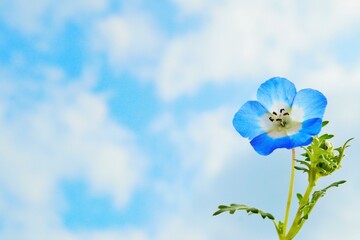 青空を背景に美しく咲く一輪の青いネモフィラの花