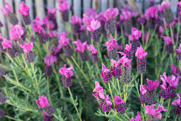 Lavandula stoechas, the Spanish lavender or topped lavender