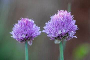 Chives, scientific name Allium schoenoprasum