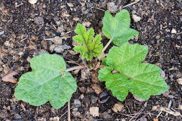 Gunnera manicata, known as Brazilian giant-rhubarb or giant rhubarb
