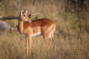 Schwarzfersenantilope / Impala / Aepyceros melampus.