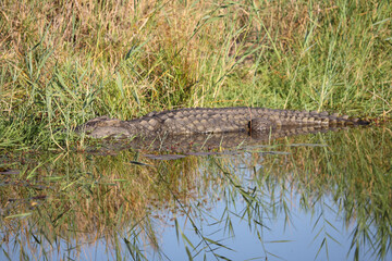 Nilkrokodil / Nile crocodile / Crocodylus niloticus