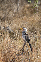 Gelbschnabeltoko / Southern yellow-billed hornbill / Tockus leucomelas