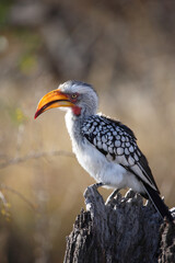 Gelbschnabeltoko / Southern yellow-billed hornbill / Tockus leucomelas