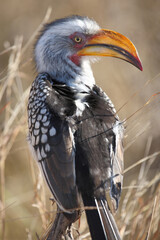 Gelbschnabeltoko / Southern yellow-billed hornbill / Tockus leucomelas