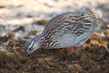 Schopffrankolin / Crested francolin / Francolinus sephaena