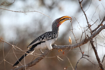 Gelbschnabeltoko / Southern yellow-billed hornbill / Tockus leucomelas..