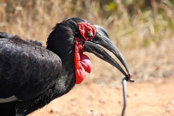 Kaffernhornrabe frisst Schlange / Southern ground hornbill killing a snake / Bucorvus leadbeateri