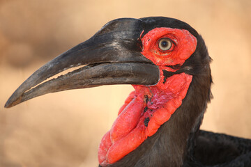 Kaffernhornrabe / Southern ground hornbill / Bucorvus leadbeateri