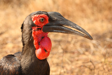 Kaffernhornrabe / Southern ground hornbill / Bucorvus leadbeateri © Ludwig