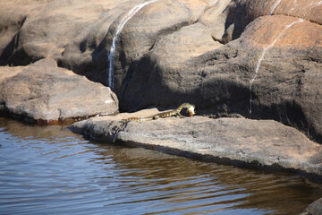 Nilwaran / Nile monitor / Varanus niloticus