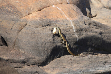Nilwaran / Nile monitor / Varanus niloticus