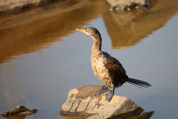 Riedscharbe / Reed cormorant / Phalacrocorax africanus