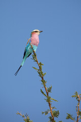 Gabelracke / Lilac-breasted roller / Coracias caudata