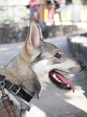 Lobito Herreño spanish purebred dog and native breed of Canary Island