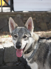 Lobito Herreño spanish purebred dog and native breed of Canary Island