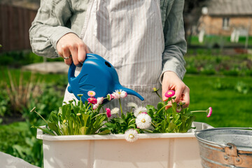 cropped view on a woman watering the flowers in white pot