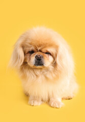 Cute dog on yellow background