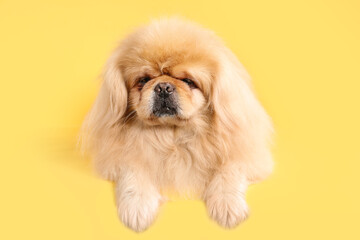 Cute dog on yellow background