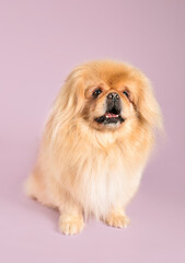 Cute dog on lilac background