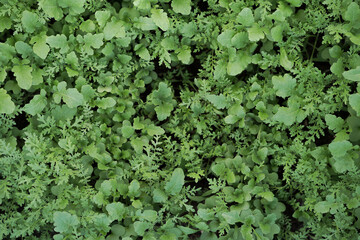 Mustard sprouts, seedlings growing for organic fertilizer , green manure , siderates. Add organic matter to soil, nitrogen for following crops, eco, organic farming, close up, flat lay