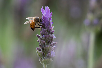 Pollination Bee