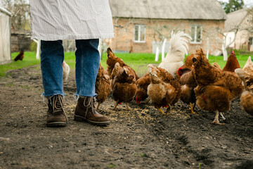 a cropped view on a person standing near the chickens eating the grain