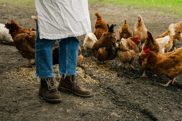 a cropped view on a person standing near the chickens eating the grain